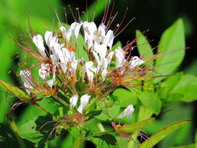 Redwhisker Clammyweed