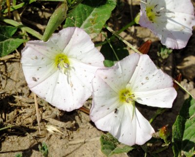 Field Bindweed