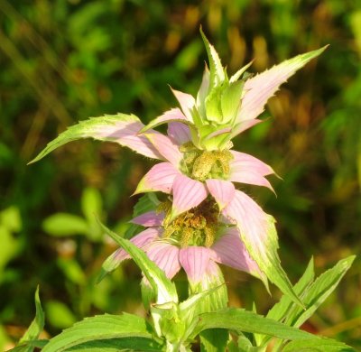 Spotted Horse Mint