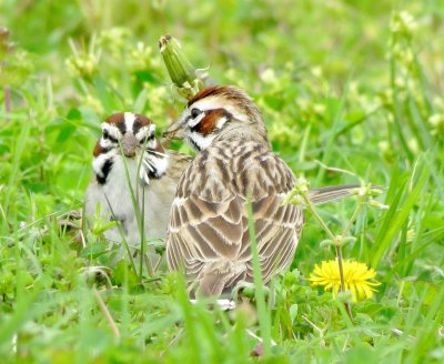 Lark Sparrow