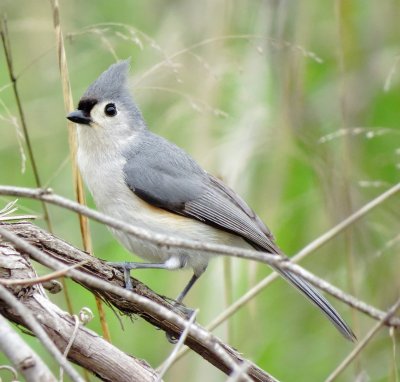 Tufted Titmouse