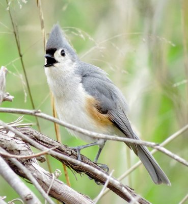 Tufted Titmouse