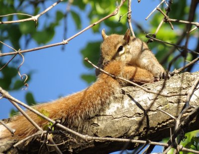 Eastern Gray Squirrel