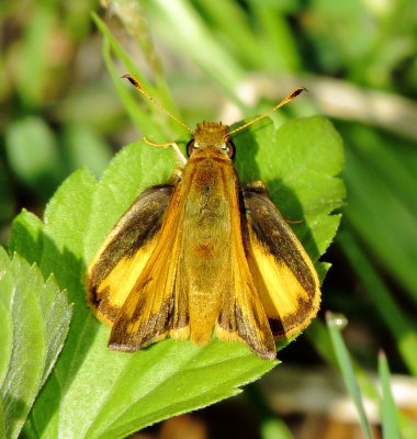 Zabulon Skipper