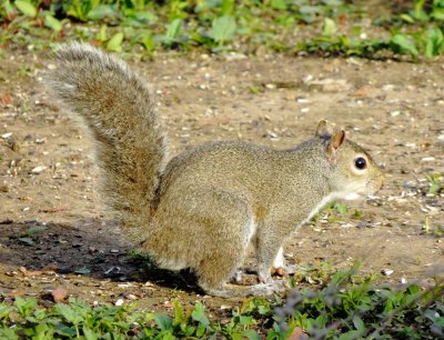 Eastern Gray Squirrel