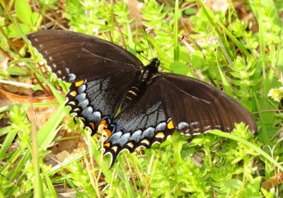Eastern Tiger Swallowtail