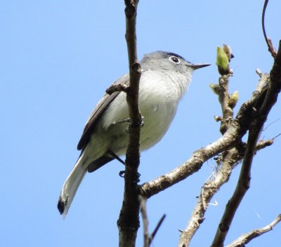 Blue-Gray Gnatcatcher