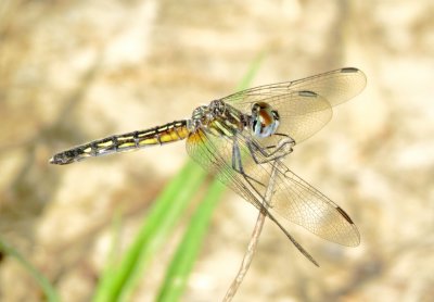 Blue Dasher