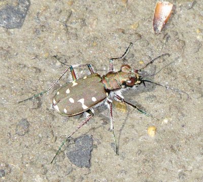 Twelve-Spotted Tiger Beetle