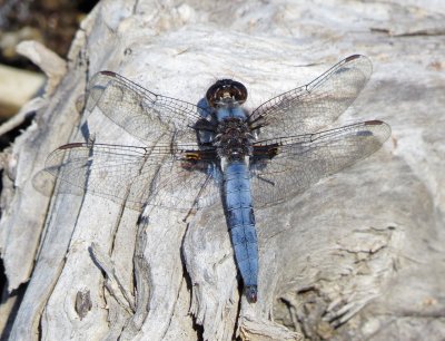 Blue Corporal