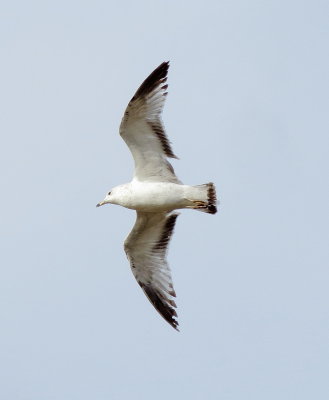 Ring-Billed Gull