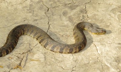 Diamondback Watersnake