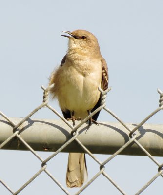 Northern Mockingbird