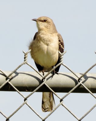Northern Mockingbird