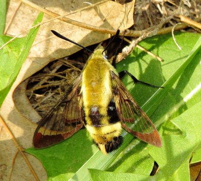 Snowberry Clearwing