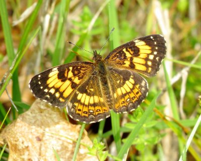 Silvery Checkerspot