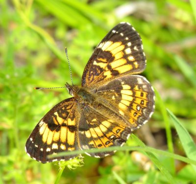 Silvery Checkerspot