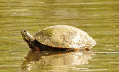 Eastern River Cooter