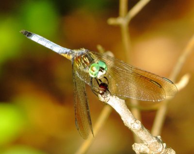 Blue Dasher