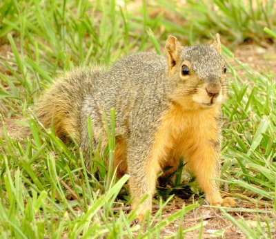 Eastern Fox Squirrel