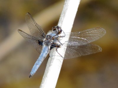 Blue Corporal