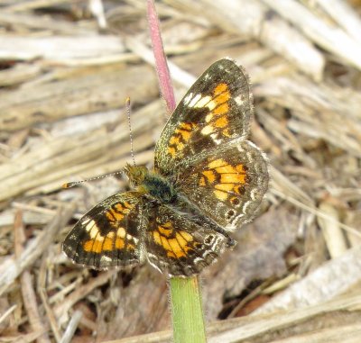 Phaon Crescent
