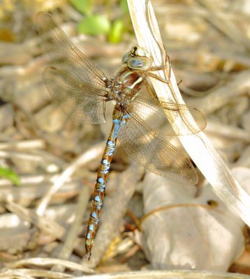 Springtime Darner