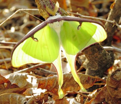 Luna Moth