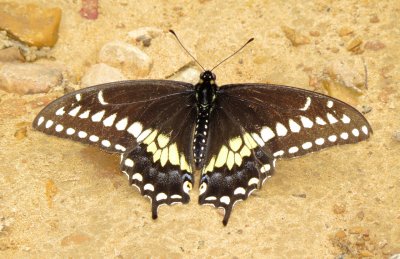 Black Swallowtail
