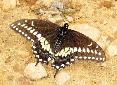 Black Swallowtail