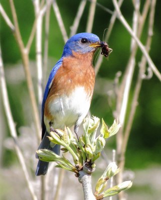 Eastern Bluebird