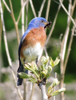 Eastern Bluebird