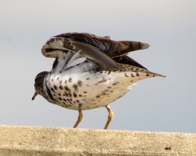 Spotted Sandpiper