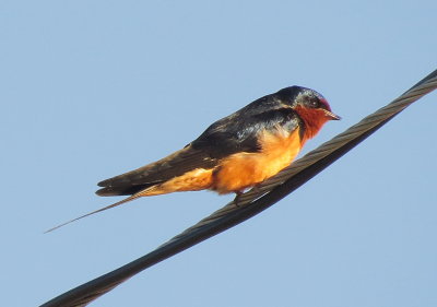Barn Swallow