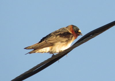 Cliff Swallow