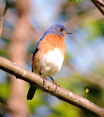 Eastern Bluebird