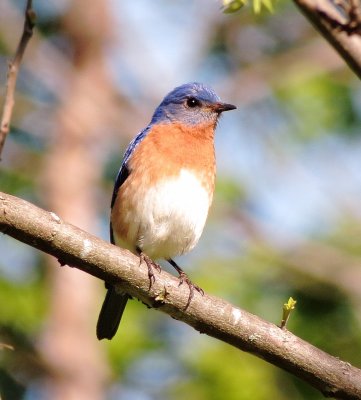 Eastern Bluebird