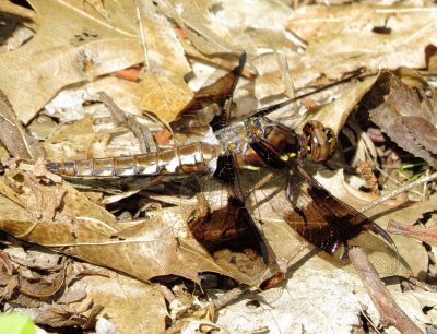 Common Whitetail