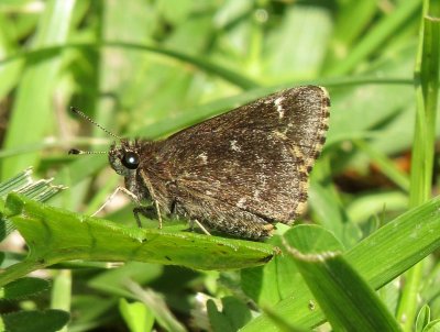 Bell's Roadside Skipper