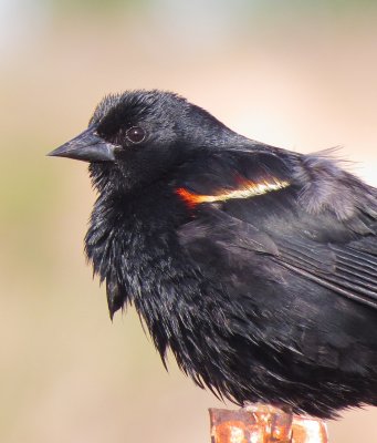 Red-Winged Blackbird