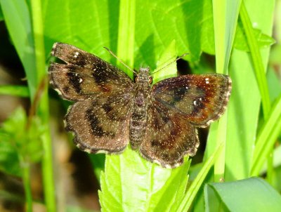 Hayhurst's Scallopwing