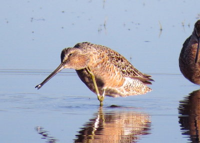 Long-Billed Dowitcher