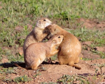Black-Tailed Prairie Dog
