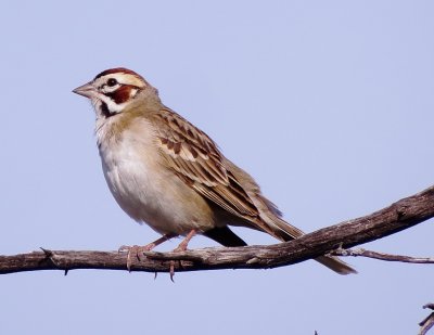 Lark Sparrow