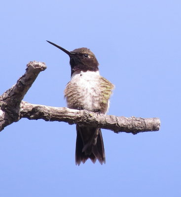 Black-Chinned Hummingbird