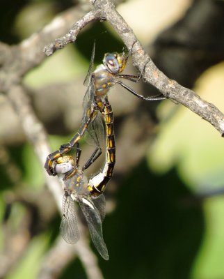  Epitheca Species