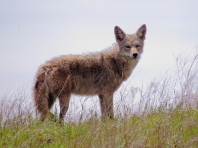 Coyote