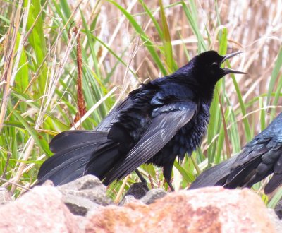 Great-Tailed Grackle