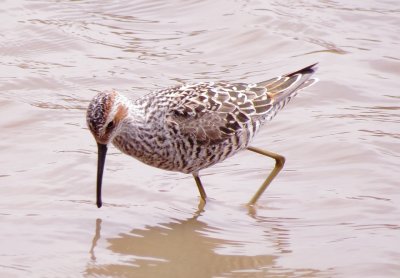 Stilt Sandpiper