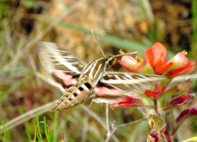 White-Lined Sphinx Moth